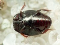 Histeridae