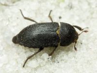 Dermestes (Dermestinus) laniarius