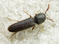 Melasis buprestoides