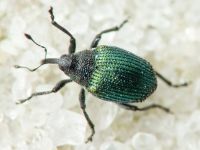 Ceutorhynchus erysimi