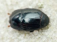 Eblisia minor