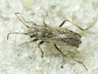 Ortholomus punctipennis