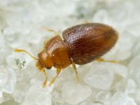 Mycetaea subterranea