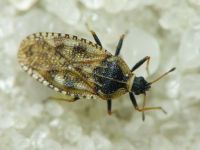Dictyla echii