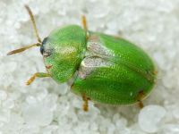 Cassida (Cassida) sanguinolenta