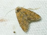 Mesoligia furuncula