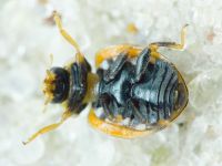 Coccinula sinuatomarginata