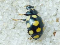 Coccinula quatuordecimpustulata