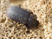 Bolitophagus reticulatus