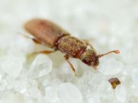 Monotoma quadrifoveolata