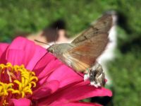 Macroglossum stellatarum