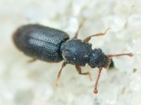 Monotoma brevicollis