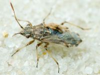 Nysius