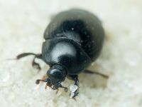 Saprinus lautus