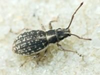 Ptochus porcellus
