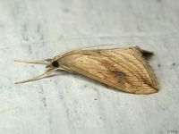 Evergestis forficalis