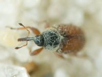 Mecinus plantaginis