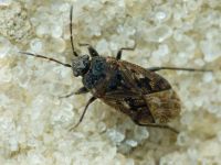 Sphragisticus nebulosus