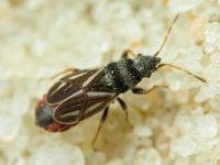 Tropidophlebia costalis