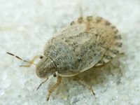 Sciocoris macrocephalus