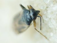 Monosynamma sabulicola