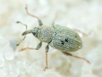 Sibinia (Sibinia) unicolor