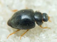 Coccinellidae