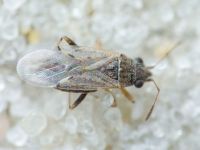 Nysius