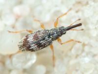 Taeniapion urticarium