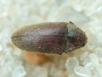 Throscidae