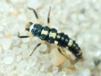 Coccinellidae