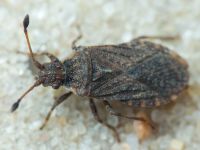 Bathysolen nubilus