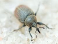 Rhinusa tetra