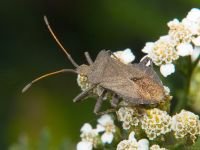 Coreus marginatus