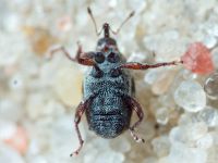 Curculionidae