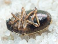 Neottiglossa pusilla