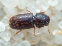 Ciidae