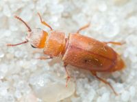 Antherophagus silaceus
