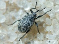 Curculionidae