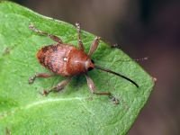 Curculio (Curculio) glandium