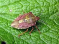Carpocoris purpureipennis