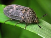 Thanatophilus sinuatus