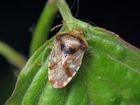 Elasmucha grisea