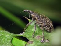 Larinus turbinatus