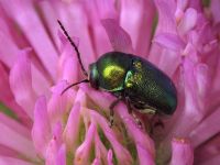 Cryptocephalus (Cryptocephalus) sericeus