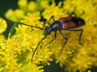 Stenurella bifasciata