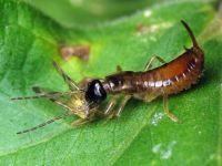 Apterygida albipennis