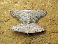 Idaea seriata
