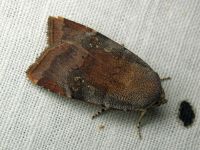 Noctua janthina