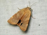 Noctua fimbriata